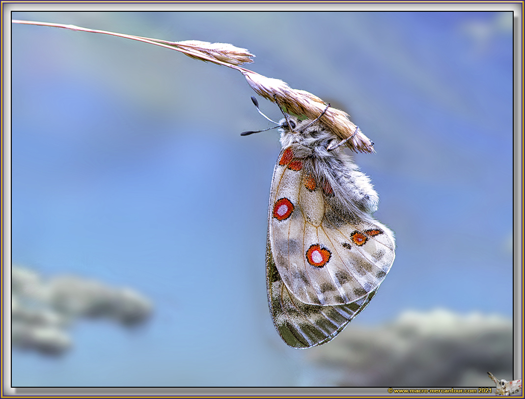 Apollon